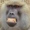 Moonkey's profile picture
